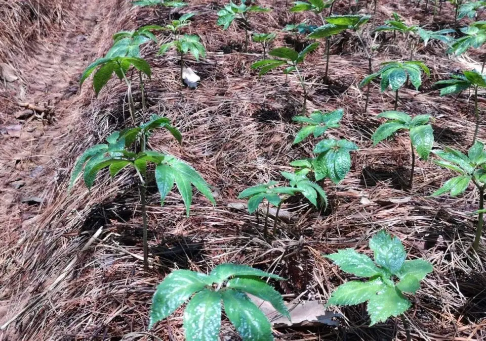 Young Panax notoginseng plants in leaf on a mulched bed under shade in Wenshan, Yunnan