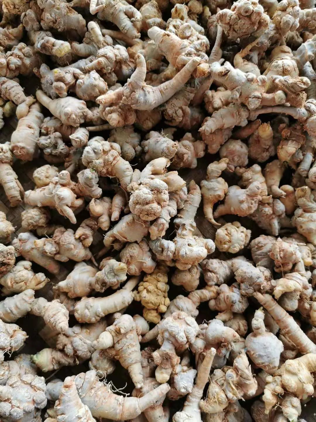 Dried Panax notoginseng roots with their tails and side roots, photographed in Kunming, Yunnan