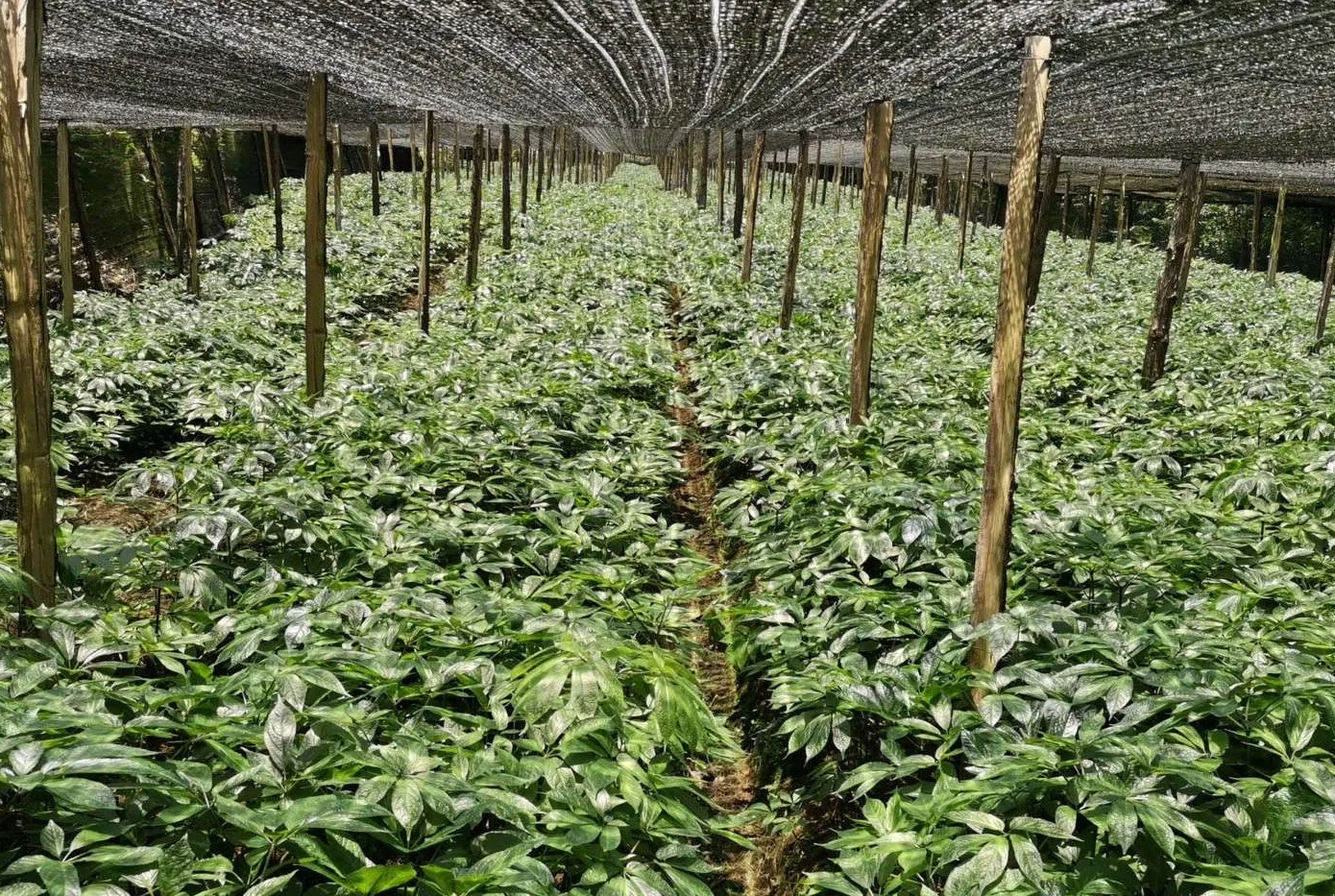 Rows of cultivated Panax notoginseng under black shade netting on wooden poles in Maguan County, Wenshan